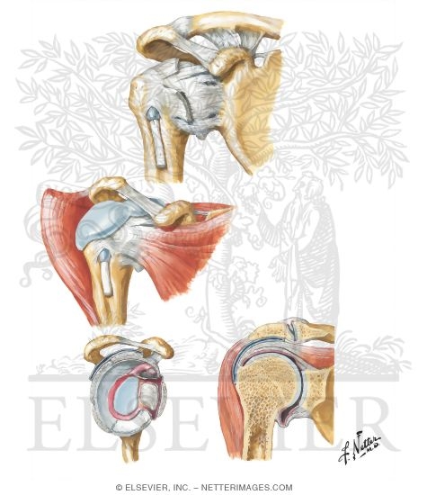 Shoulder: Glenohumeral Joint