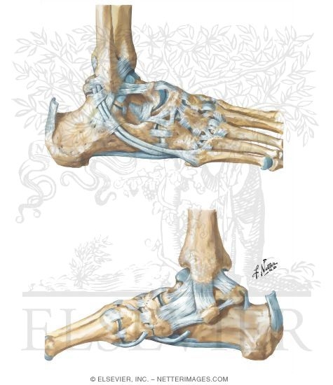Ligaments of the Ankle Joint
Ligaments and Tendons of Ankle