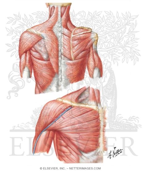 Muscles Connecting Upper Limb to Vertebral Column
Muscles of Shoulder