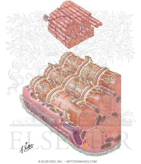 Sarcoplasmic Reticulum