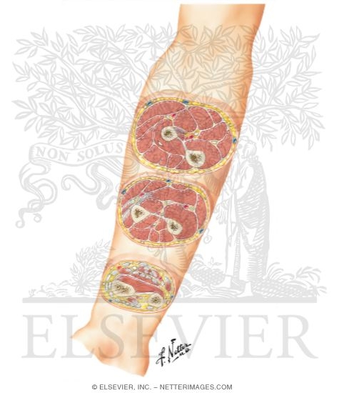 Cross-Sectional Anatomy of Right Forearm