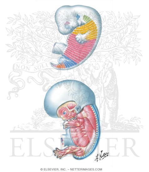 Segmental Distribution of Myotomes in Fetus of 6 Weeks-Developing Skeletal Muscles at 8 Weeks