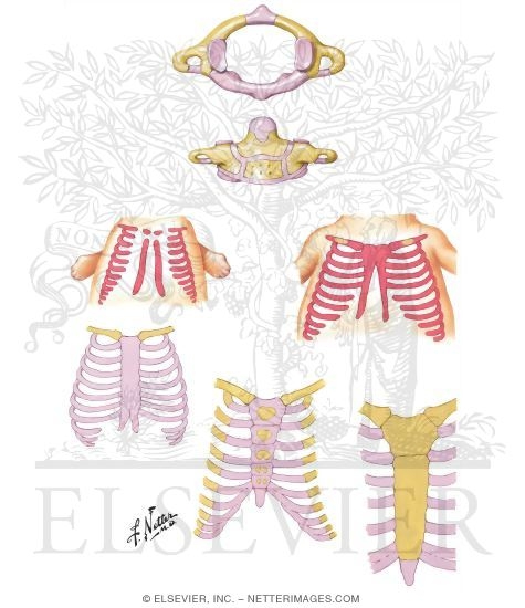 First and Second Cervical Vertebrae at Birth - Development of Sternum