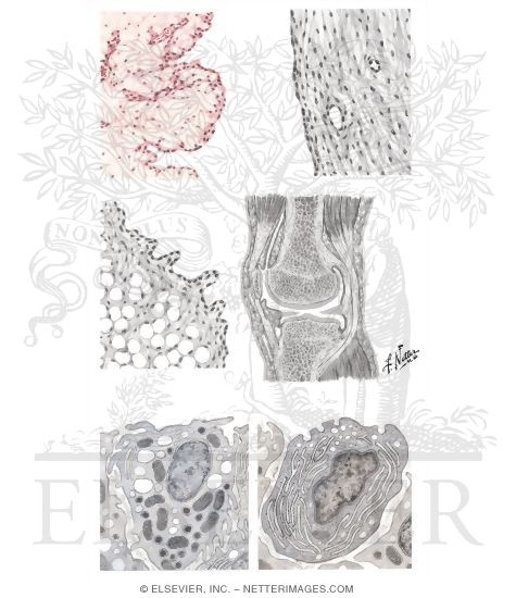 Structure and Function of Synovial Membrane