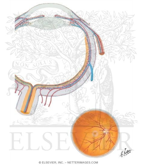 Intrinsic Arteries and Veins of Eye