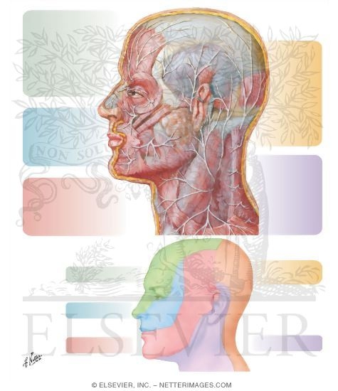 Cutaneous Nerves of Head and Neck