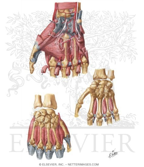 Intrinsic Muscles of the Hand