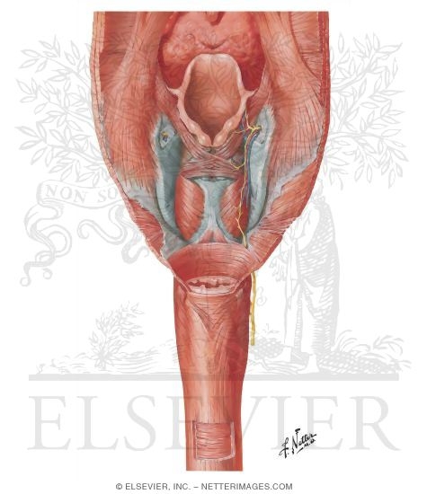 Pharyngoesophageal Junction