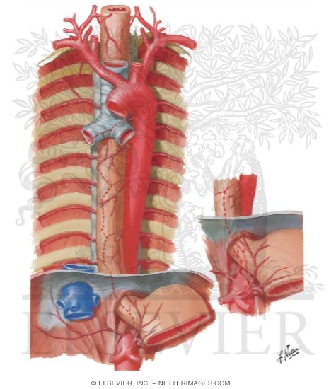 Arteries of Esophagus
Blood Supply of the Esophagus