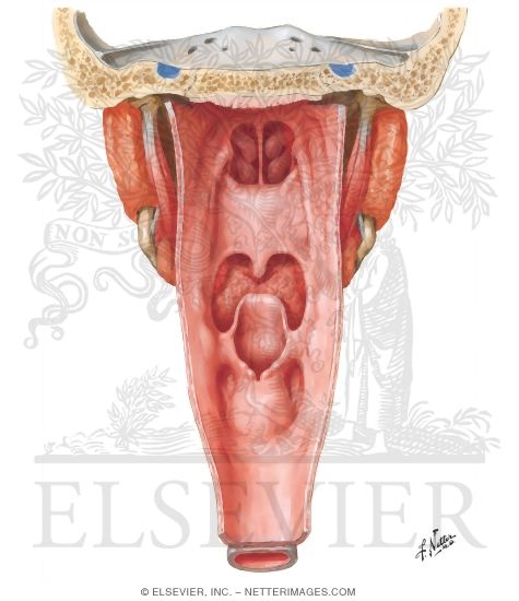 Pharynx: Opened Posterior View
Interior of the Pharynx