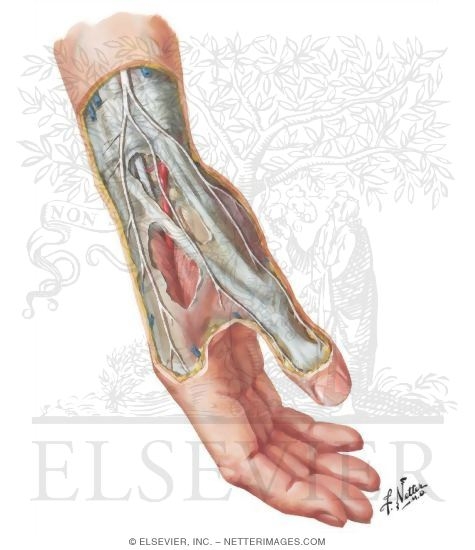 Muscles of the Hand
Wrist and Hand: Superficial Radial Dissection