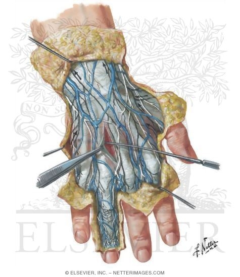 Skin and Subcutaneous Fascia of the Hand
Wrist and Hand: Superficial Dorsal Dissection