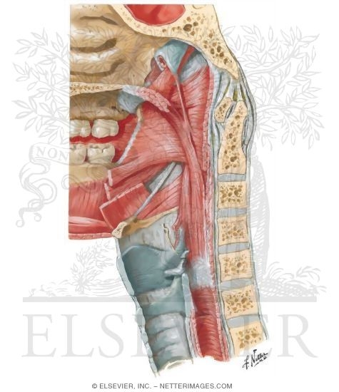 Muscles of Pharynx: Median (Saggittal) Section