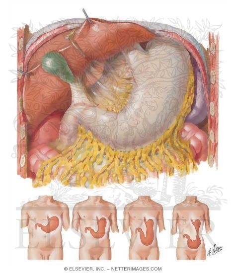 Anatomy, Normal Variations and Relations of Stomach
Stomach In Situ