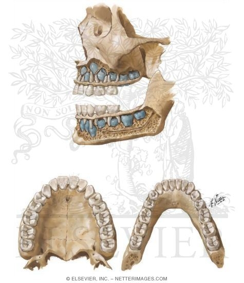 Dental Eruption
