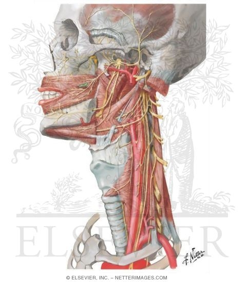 Nerves of Oral and Pharyngeal Regions
Nerve Supply of the Mouth and Pharynx