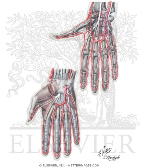 Blood and Lymph Vessels
Arteries and Nerves of Hand: Palmar Views