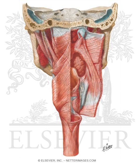 Muscles of Pharynx: Partially Opened Posterior View