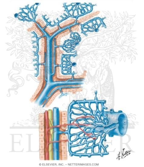 Intrahepatic Vascular System