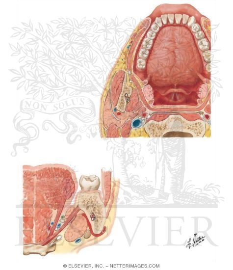Sections Through Mouth and Jaw - At Atlas Level and Behind First Molar