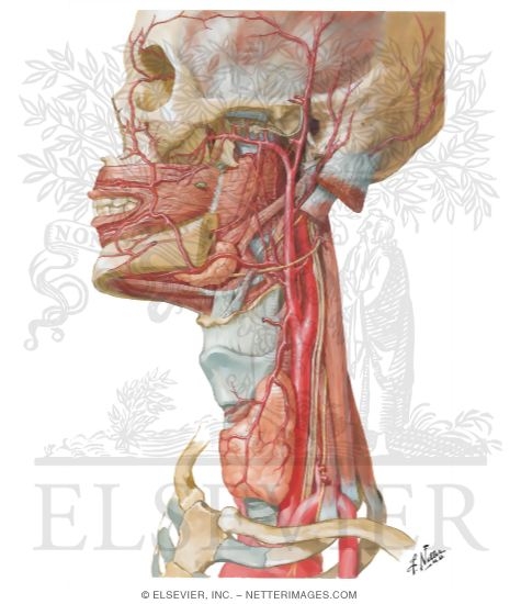 Arteries of Oral and Pharyngeal Regions
Arterial Supply of the Mouth and Pharynx
Blood Supply of the Mouth and Pharynx
Muscles of Pharynx: Lateral View