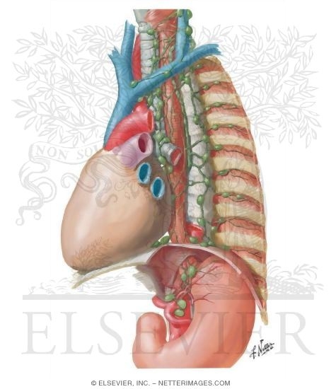 Lymph Vessels and Nodes of Esophagus 
Lymphatic Drainage of Esophagus