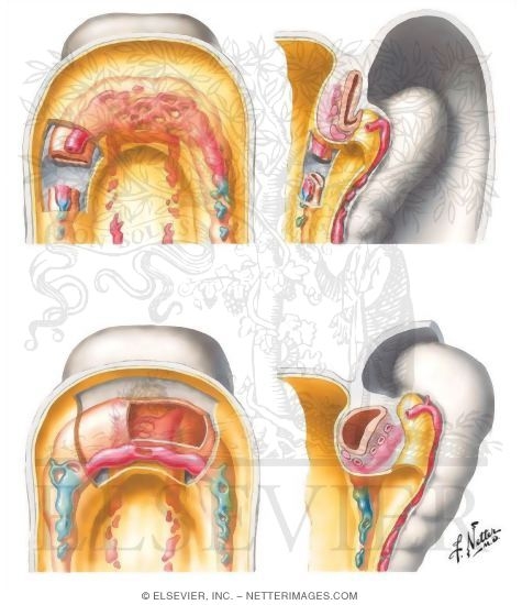 Formation of the Heart Tube