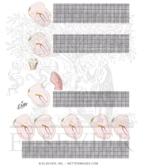 Sinus and Atrial Arrhythmias