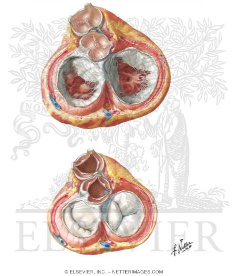 Cardiac Valves Open and Closed
Valves and Fibrous Skeleton of Heart
Valves of Heart