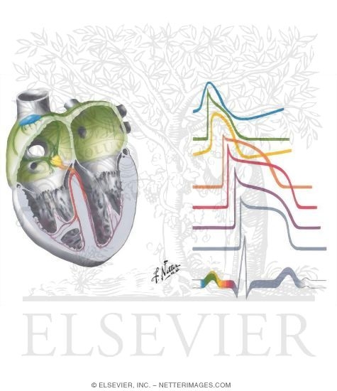 conducting system of heart. Conduction System