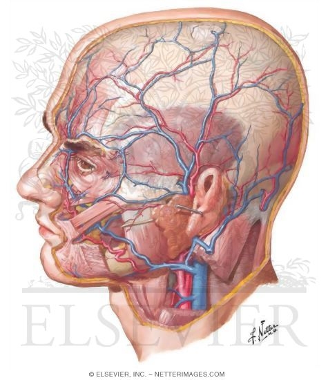Arteries and Veins of the Scalp
