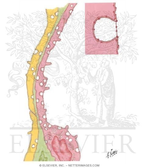 Pulmonary Vascular Endothelium