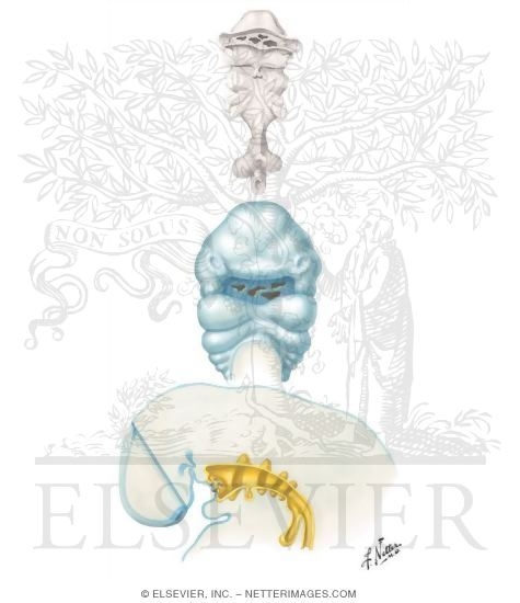 embryos at 5 weeks. Embryo at 4 to 5 Weeks. This Illustration was Published In