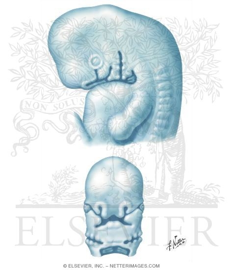 Embryo at 6 to 7 Weeks fetus at 6 weeks. Embryo at 6 to 7 Weeks