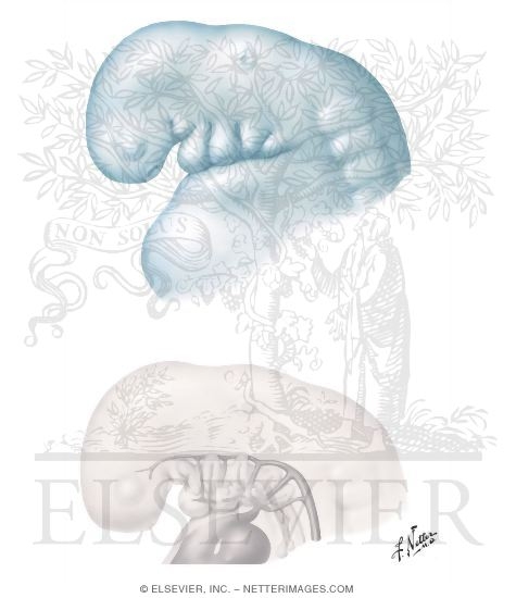 Embryo at 4 to 5 Weeks embryos at 5 weeks. Embryo at 4 to 5 Weeks
