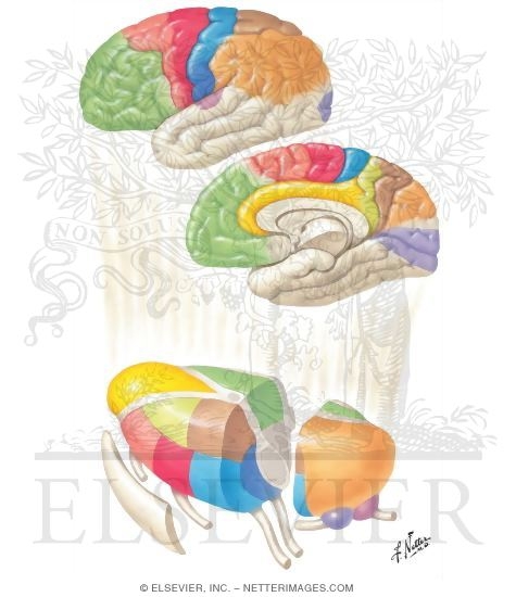 Thalamocortical Radiations