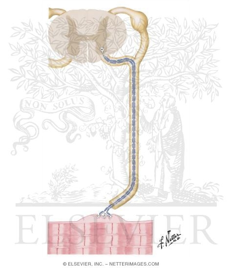 Diseases of Motor-Sensory Unit: Regional Classification