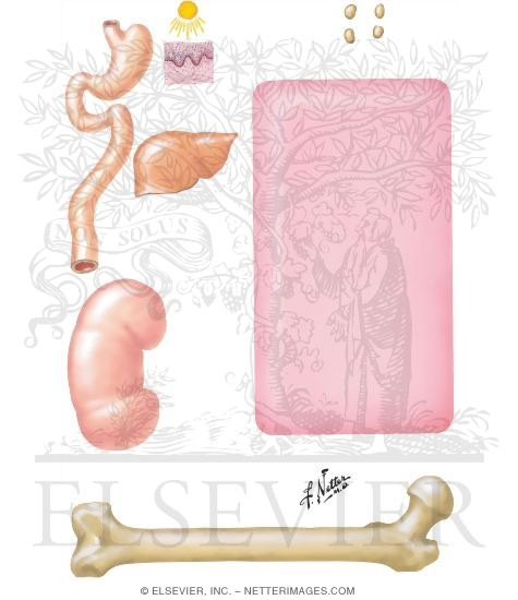 Normal Calcium and Phosphate Metabolism