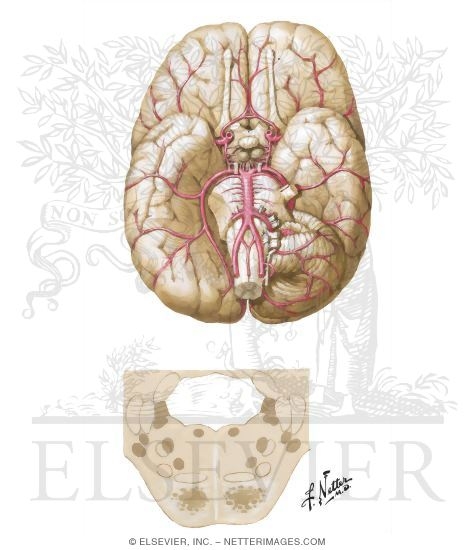 Ischemia in Vertebrobasilar Territory: Clinical Manifestations Related to Site