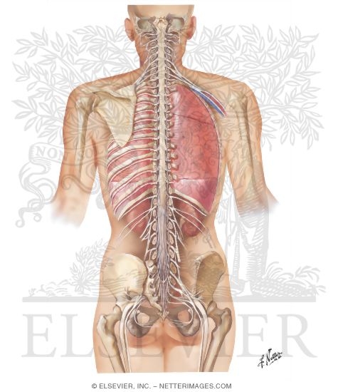 Spinal Cord and Ventral Rami In Situ