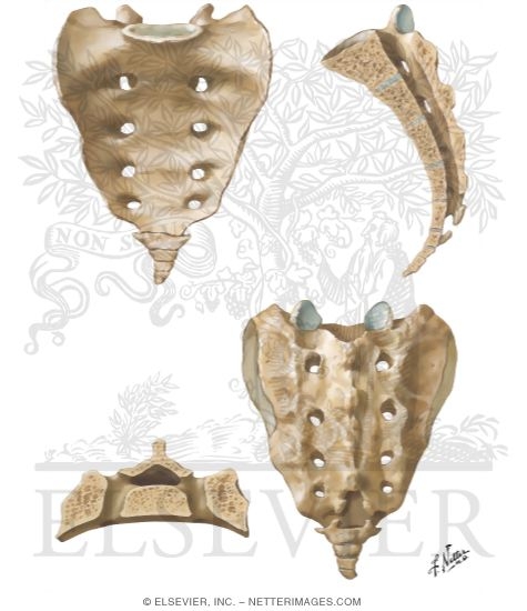 Sacrum and Coccyx
Osteology