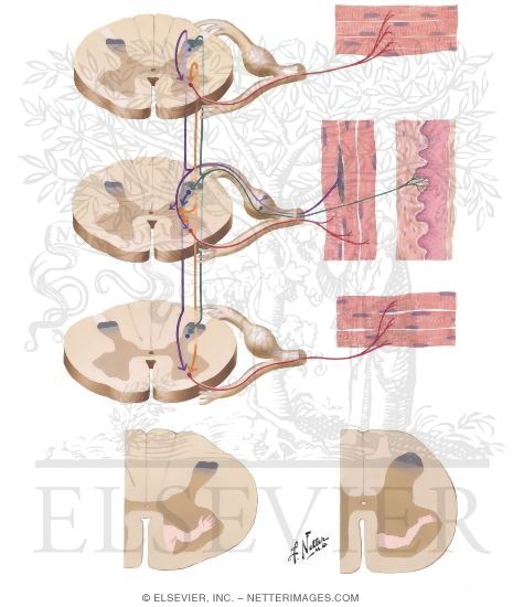 Spinal Effector Mechanism