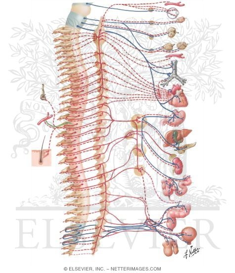 Autonomic Nervous System: Schema
Schema of Autonomic Nervous System