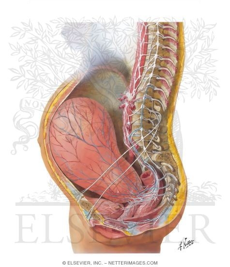 Neuropathways In Parturition