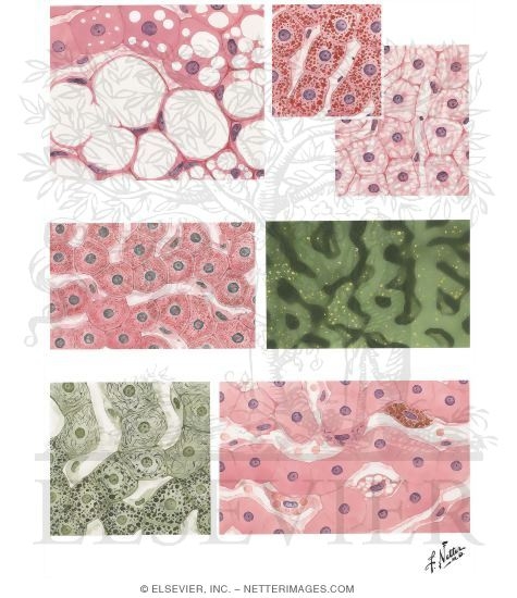 Cellular Elements of Liver