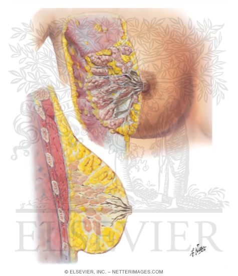 Adrenal Medulla and Catecholamines