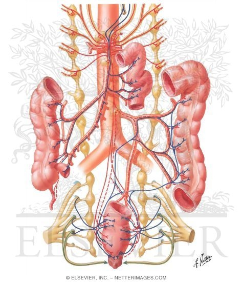 Innervation of the Intestine
