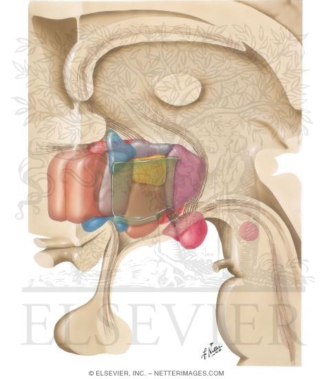 Schematic Reconstruction of Hypothalamus (Three-Dimensional)