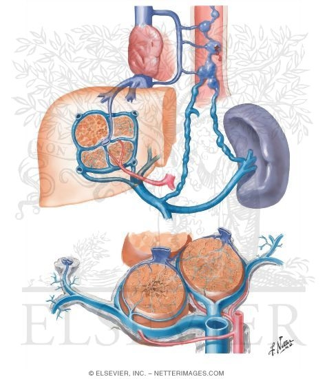 Cirrhosis II - Fundamental Vascular Changes