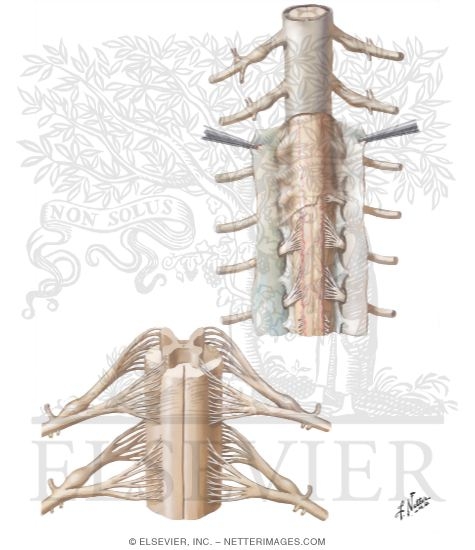 Spinal Membranes and Nerve Roots